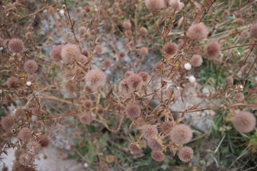 야생화,풀,자연,꽃,돌,식물,자연,plants,nature,꽃,flower