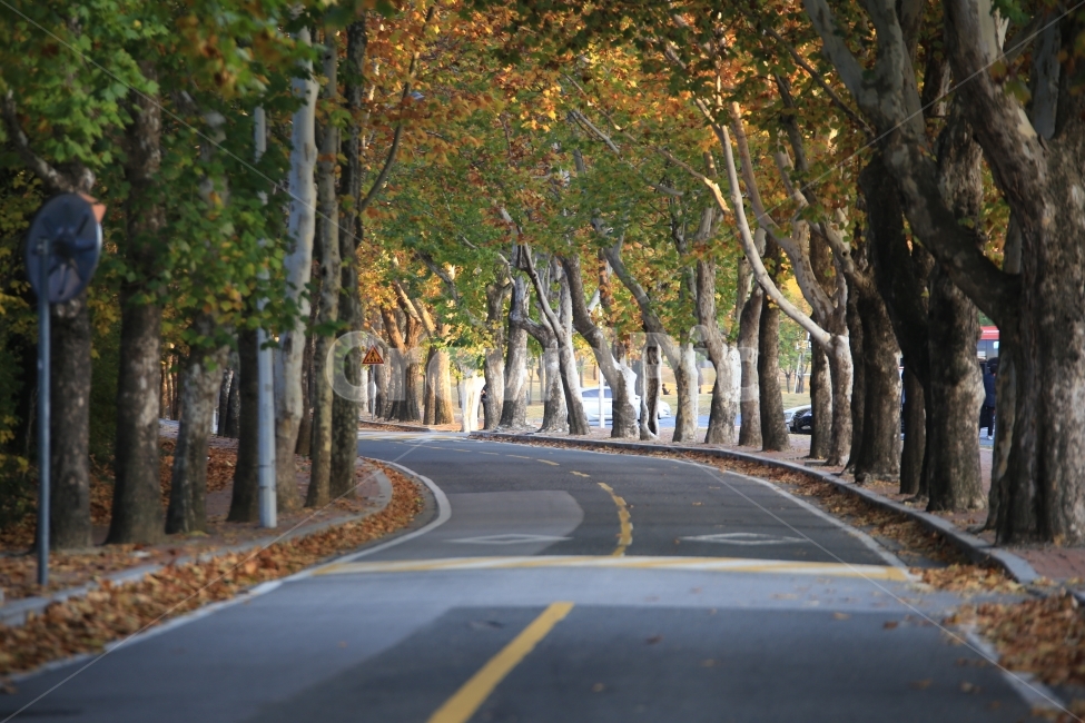 가을,가을감성,감성,가로수길,가을가로수길,단풍,도로,red,yellow,fall,autumn,캠퍼스,가을캠퍼스,경북대학교,경북대,경대,가을,계절,fall,autumn,season,자연,풍경,nature,landscape,교통,교통수단,traffic,transportation,road,asphalt,아스팔트,freeway,고속 도로,highway,고속도로,tree,나무,plant,식물