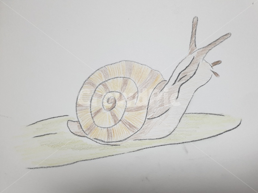 달팽이,그림,달팽이그림,색연필그림,달팽이그리기,그리기,데생