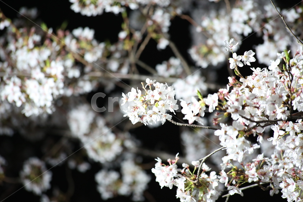 봄,벚꽃,야경,꽃,야간촬영,흰색,흰꽃,봄,계절,spring,season,식물,자연,plants,nature,꽃,flower,plant,blossom,cherry blossom