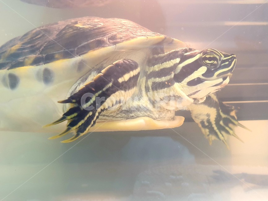 거북이,반수생거북,거북이옆모습,동물,해양생물,동물,animal,파충류,양서류,reptile,amphibian