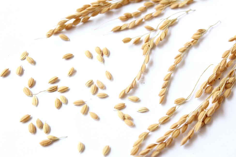 쌀,벼,곡식,곡물,음식,식재료,요리,곡류,rice,cereal,dry,ear,farming,food,gold,grain,harvest,isolated,korea,meal,nutrition,organic,plant,seed,yellow,cook,cook화이트,흰색,하얀색,흰배경,쌀알,알갱이,볍씨,씨,씨앗,열매,쌀알갱이,식물,자연,음식,식재료,요리,food,cook,meal,dishes,food reserves,곡류,곡식,cereals,연출,컨셉,콘셉,direction,concept,누끼,remove background