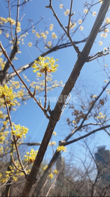 plant,식물,꽃,flower,spring,봄,나무,가지,하늘,노란,노랑,yellow,yellowflower,산수유