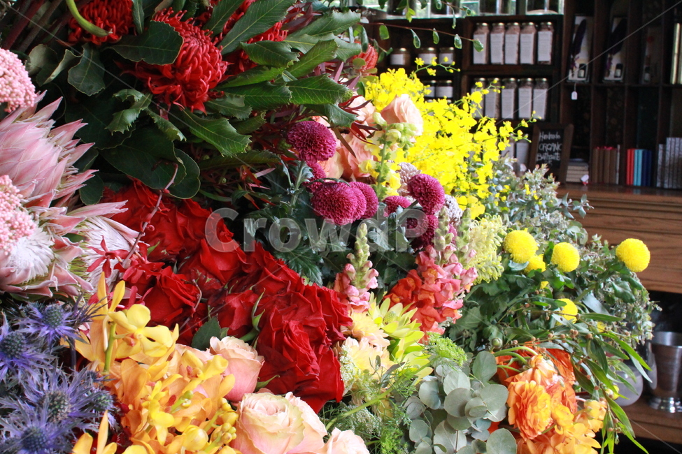 꽃,빨간색,분홍색,flower,red,pink,yellow,여러가지,꽃,flower
