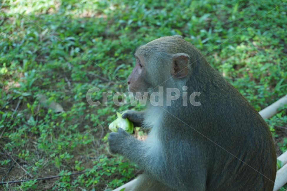 animal,monkey,원숭이,자연,동물,동물,animal,포유류,mammal