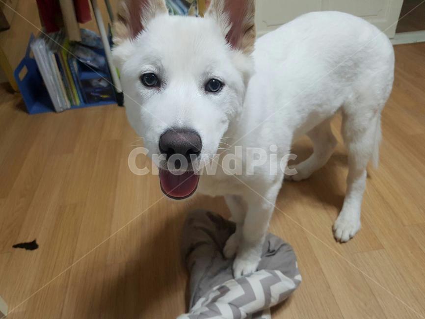 메롱하는개,장난꾸러기강아지,애완견,개,dog