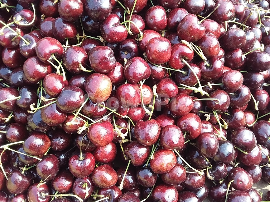 채리,과일,붉은색,후식,red,음식,식재료,요리,food,cook,meal,dishes,food reserves,과일,열매,fruit