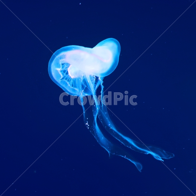 bluejellyfish,해파리,수족관,바다,드레스,감성