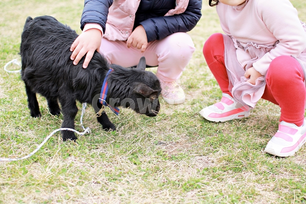 목장,농장,염소,흑염소,염소새끼,나무,목초지,풀뜯기,동물,가축,동물,animal,포유류,mammal,사람,인물,인간,human,person,신체일부,몸,body,어린이,어린아이,child,children,kid