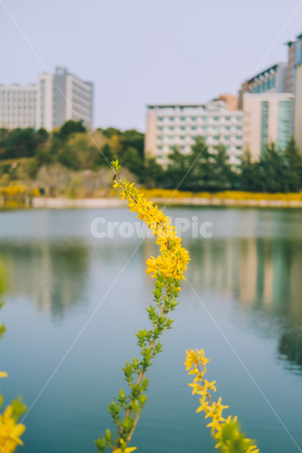 개나리,꽃,봄,노란색,옐로우,yellow,spring,flower