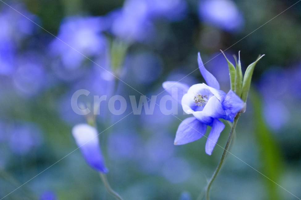 꽃,flower,자연,풍경,접사,macro,스냅,식물,자연,plants,nature,꽃,flower