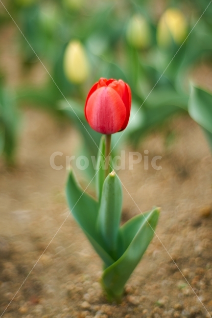 튤립,꽃,빨간꽃,레드튤립,한송이,식물,자연,plants,nature,봄,계절,spring,season,꽃,flower,plant