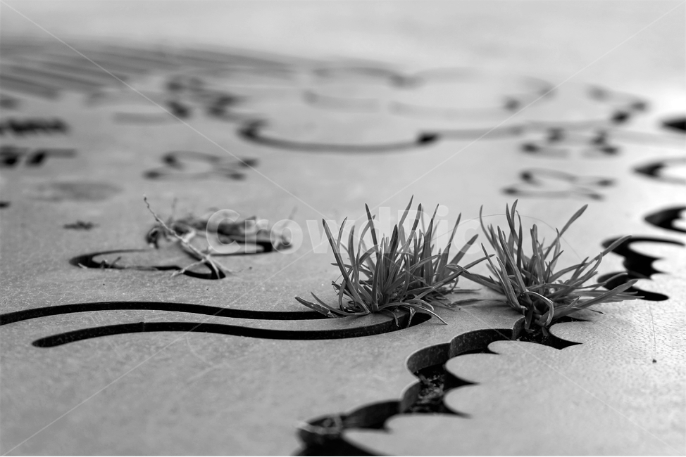 봄,흑백,monotone,grass,spring,bw,식물,자연,plants,nature,흑백,모노톤,monochrome,black and white