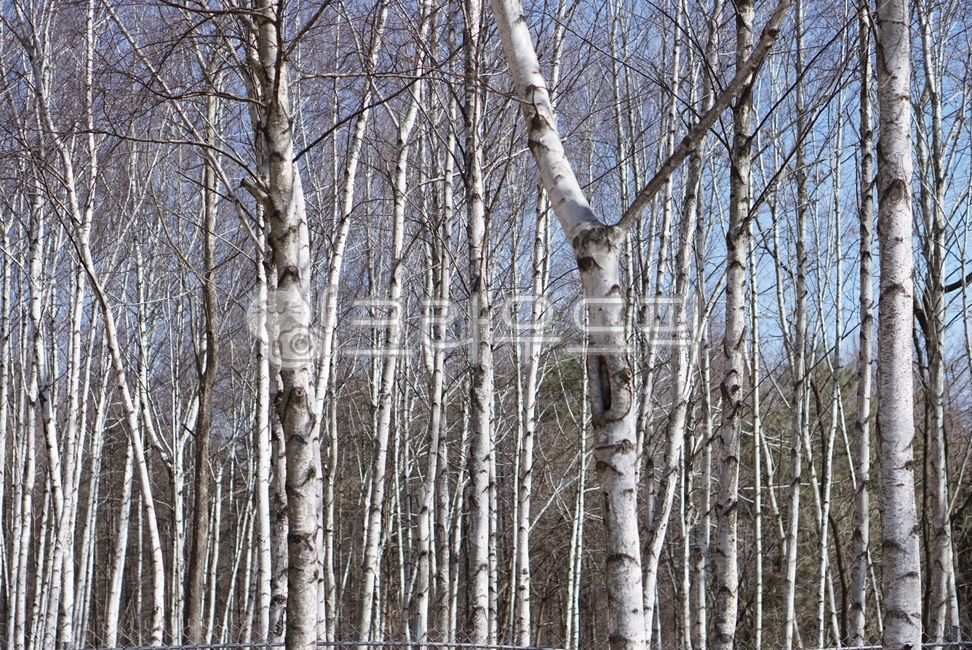 tree,나무,plant,식물,자작나무,숲,자연