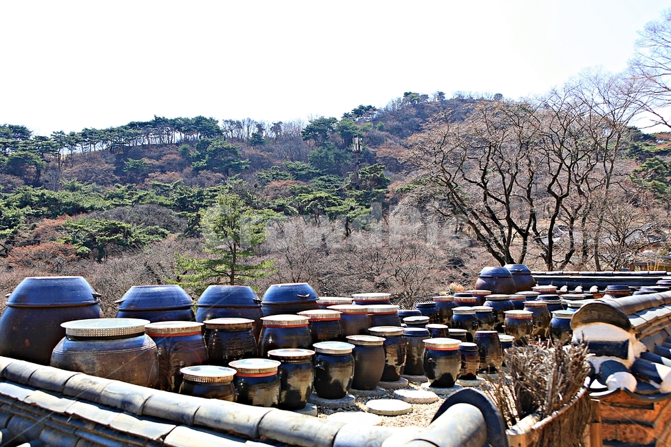 항아리,장독대,독,풍경,자연,장,배경,먹거리,음식,식자재,한국전통,한국문화,korean traditional,korean culture,사물,물건,오브젝트,thing,object,matter