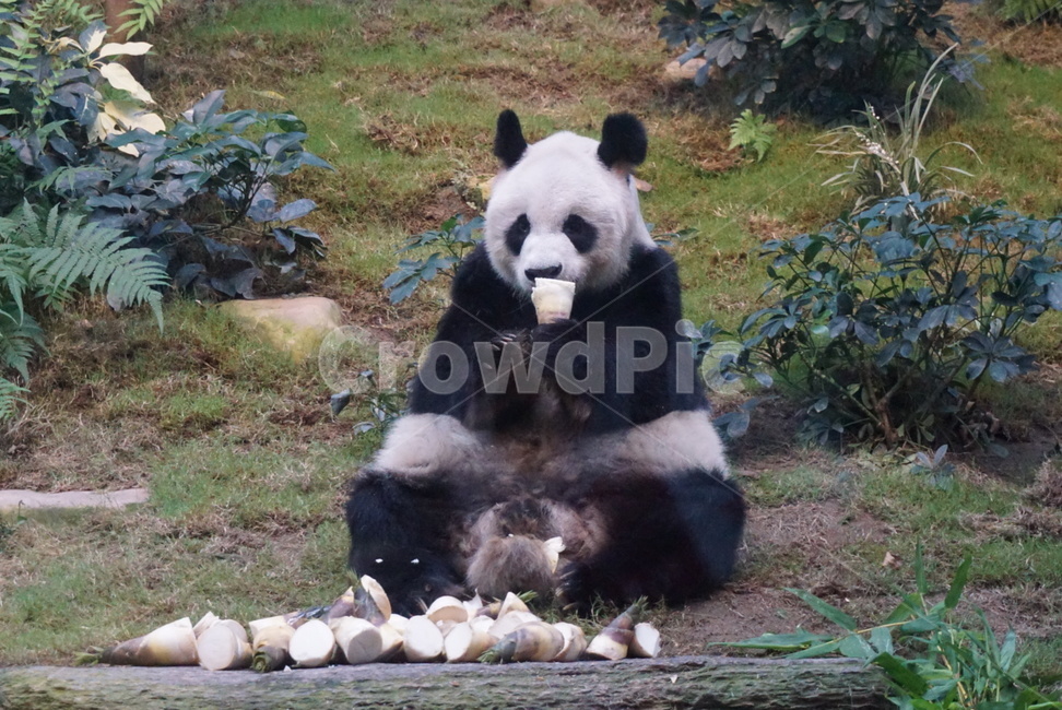펜더,동물,귀여운,자연,풍경,동물,animal,포유류,mammal