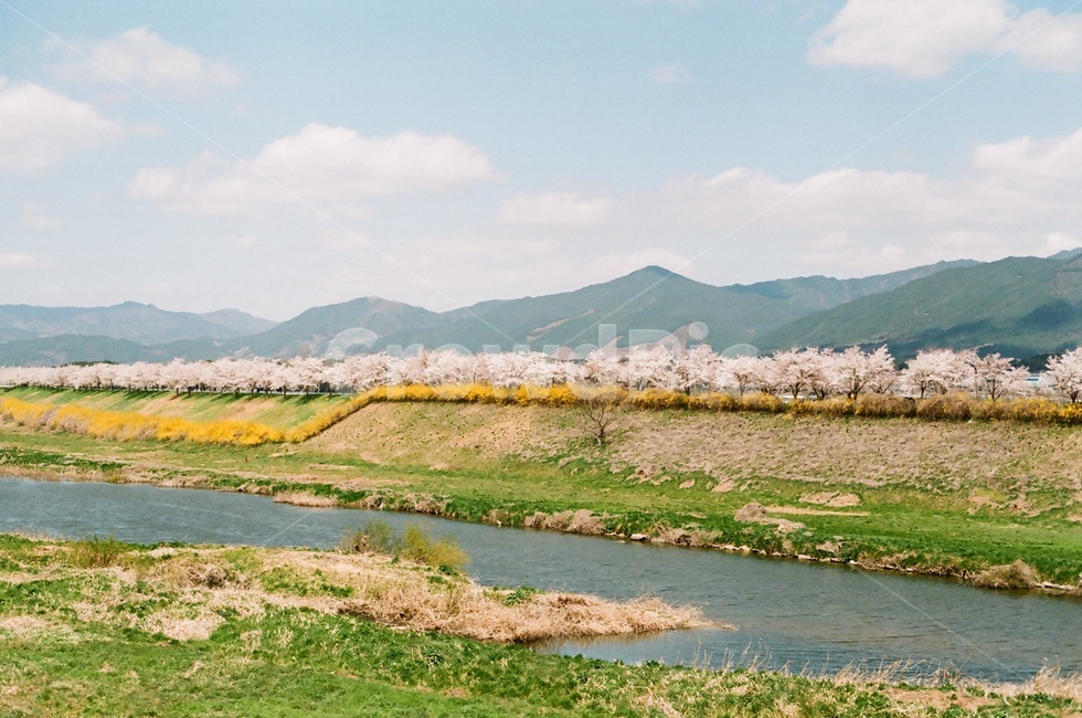 봄,벚꽃,벚꽃나무,파란하늘,구름,봄꽃,cherryblossoms,cherryblossom,spring,봄,계절,spring,season,자연,풍경,nature,landscape,한국자연풍경,한국자연경관,korea nature landscape,outdoors,옥외,water,물,land,땅