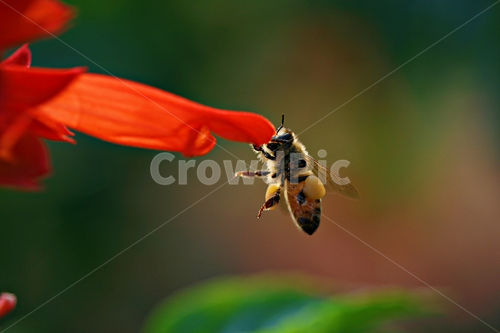 곤충,봄,식물,공원,아름답다,식물,자연,plants,nature,꽃,flower,동물,animal,곤충,벌레,insect,bug