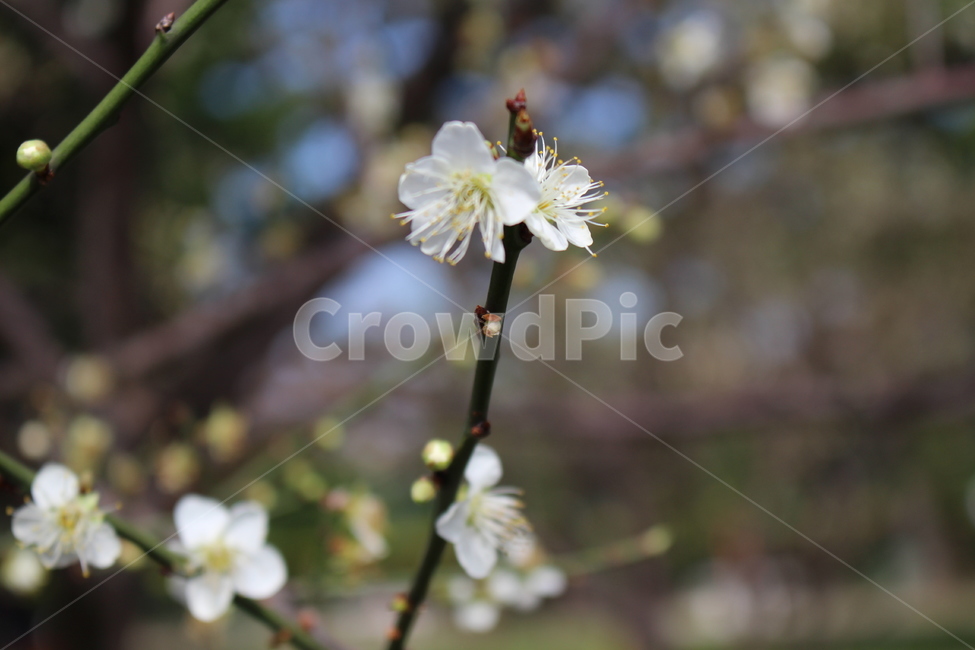 꽃,자연,배경화면,봄,꽃한송이,아웃포커싱,들꽃,flower,nature,backgroundimages,spring