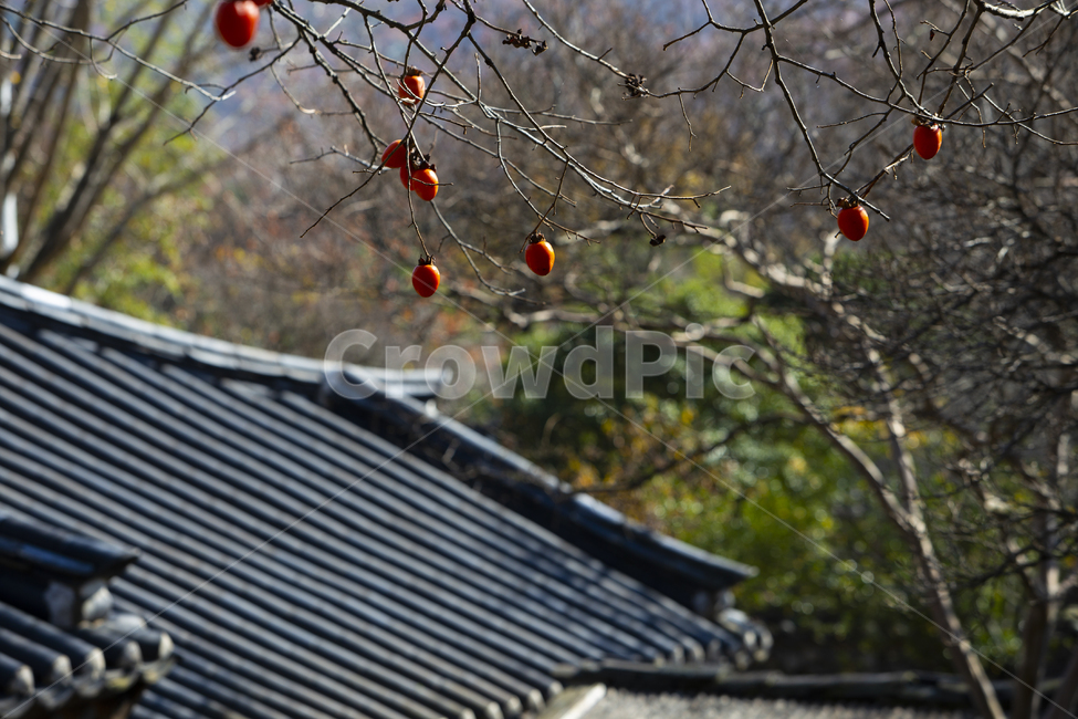 산사,절,배경,이미지,감,단감,기와,지붕,가을,계절,산,나무,기와집,감나무,자연,건물,한국전통,한국문화,korean traditional,korean culture,건축물,건물외관,exterior,building,structure,architecture,construction
