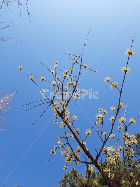 하늘,나무,봄,봄하늘,꽃,파란하늘,산책길,하늘샷,노란꽃