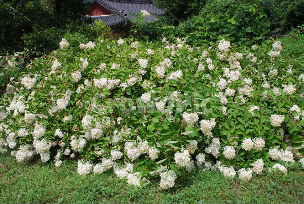 나무수국,산제비나비,나비,호랑나비,수국,식물,자연,plants,nature,꽃,flower