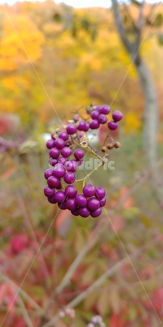 좀작살나무열매,좀작살나무,보라색열매,식물,plant