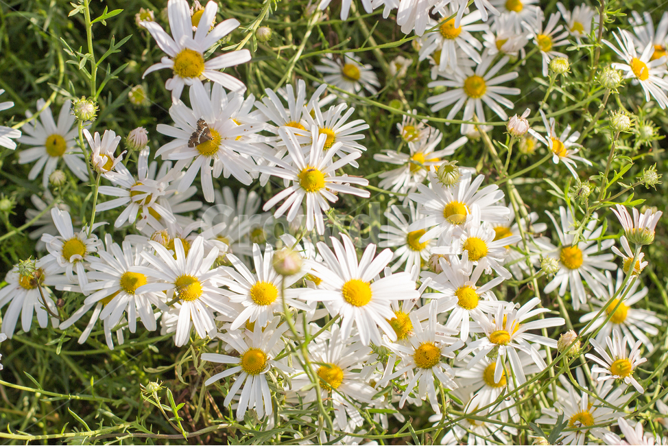 구절초,꽃,데이지,식물,flower,plant,식물,자연,plants,nature,꽃,flower