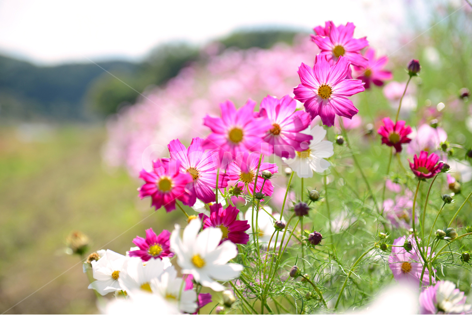 코스모스,가을,하늘,서정적,꽃,가을꽃,산책,감성,따뜻한,cosmos,flower,fall,autumn,가을,계절,fall,autumn,season,식물,자연,plants,nature,꽃,flower,plant