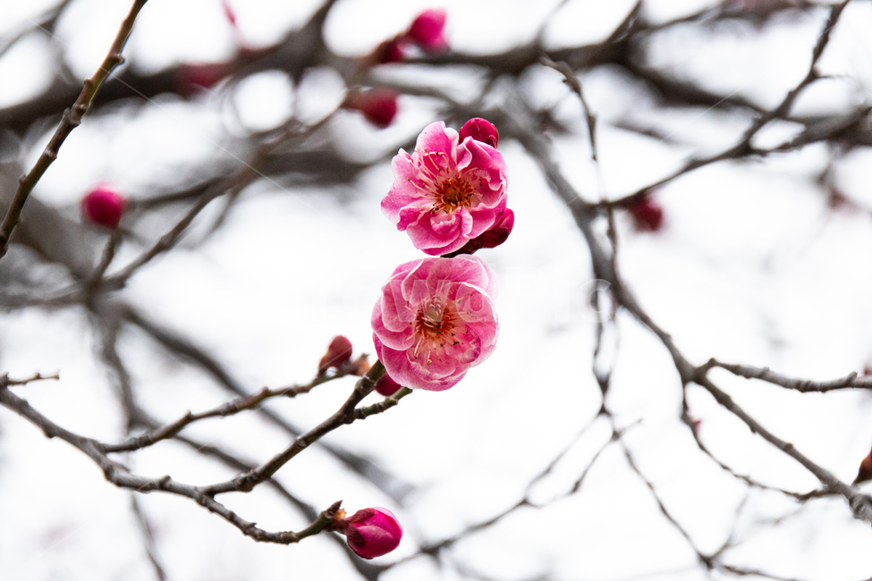 홍매화,매화,flower,꽃,blossom,plant,식물,apricot,겨울,red,빨간꽃,봄,계절,spring,season,식물,자연,plants,nature,꽃,flower
