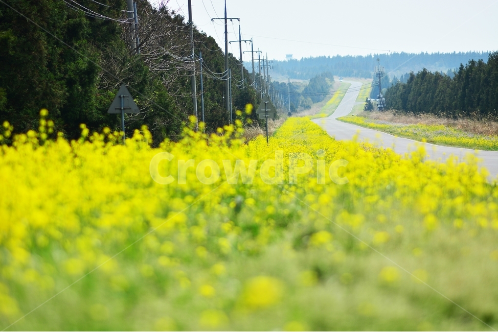 제주도,봄,봄날,꽃,유채,녹산로,꽃길,계절,spring,season,제주,jeju,landscape,대중교통,교통수단,traffic,transportation,제주의봄,길,도로,자연,햇살,화창,날씨,nature,유채꽃,노랑유채,봄꽃,평지,식물,plants,꽃rapeflowe,rrapeseed,flower,yellow,korea,한국자연풍경,한국자연경관,koreanaturelandscape,경치,백그라운드,배경,풍경,바탕화면,자연,풍경,nature,landscape,식물,plants,꽃,flower,교통,교통수단,traffic,transportation,field,들,grassland,목초지,outdoors,옥외