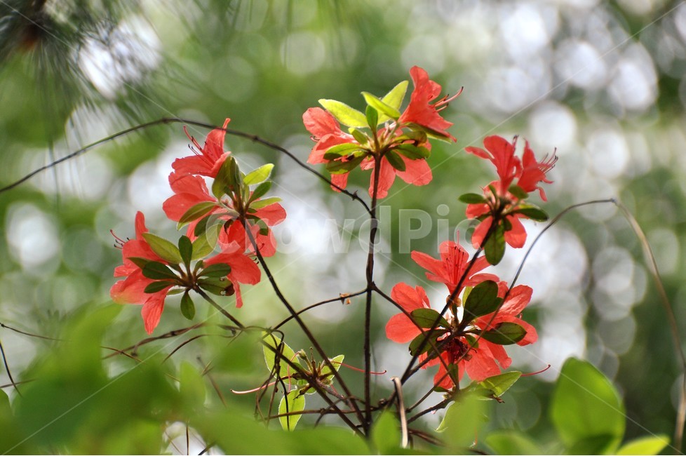 꽃,자연,식물,봄,정원,아름다움,식물,자연,plants,nature,꽃,flower