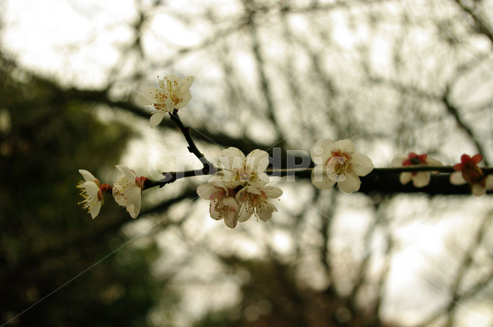 꽃,flower,식물,plant,매화,봄,계절,spring,season,식물,자연,plants,nature,꽃,flower