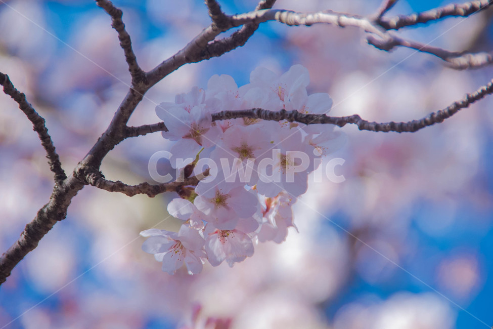 벚꽃,봄꽃,cherryblossom,봄분위기,spring,꽃