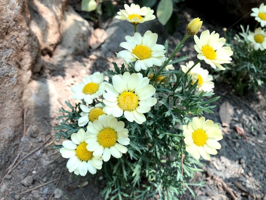 꽃,봄꽃,flower,white,초록,하얀,흰색,푸른,풀,자연