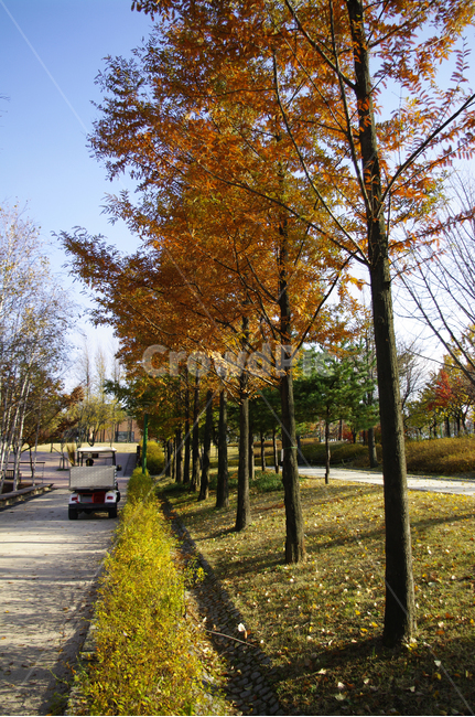 autumn,가을,나무,단풍,식물,가을,계절,fall,autumn,season,자연,풍경,nature,landscape,tree,plant,asphalt,아스팔트,road,도로