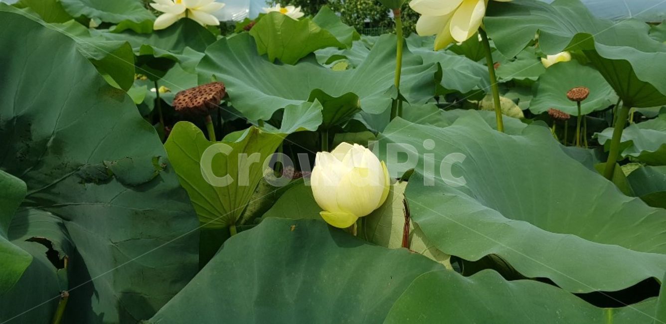 plant,식물,flower,꽃,연잎,연꽃,초록,식물,자연,plants,nature,꽃,flower