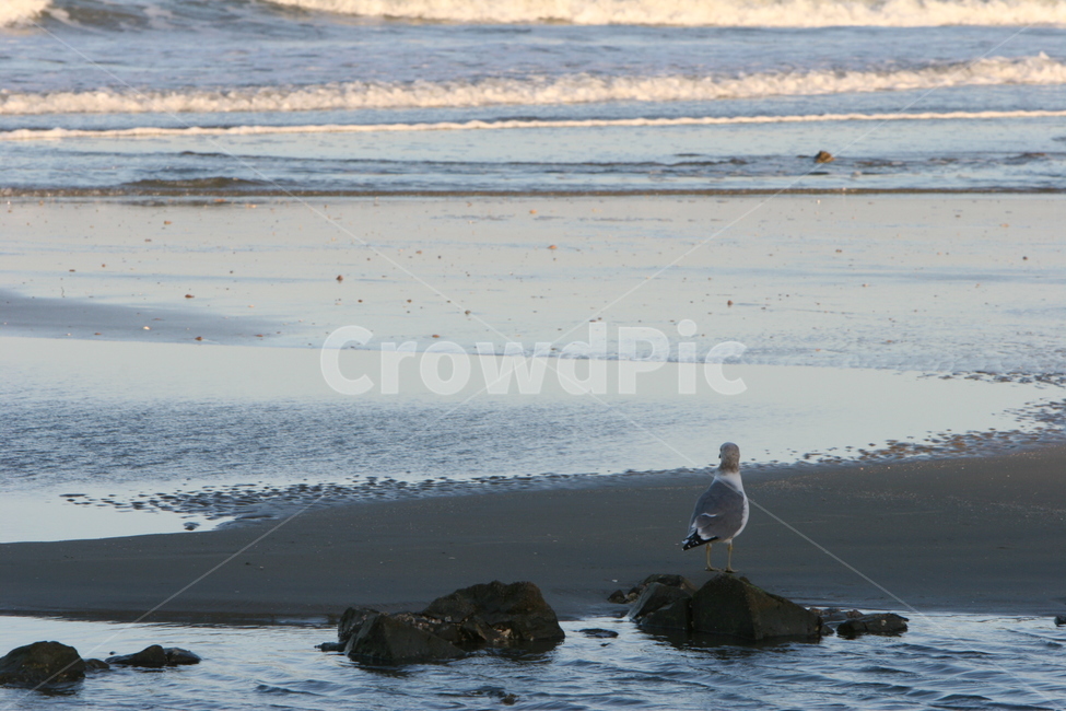 갈매기,해안,해변,모래사장,파도,bird,새,동물,animal,바다,대양,자연,옥외,동물,animal,조류,새,birds