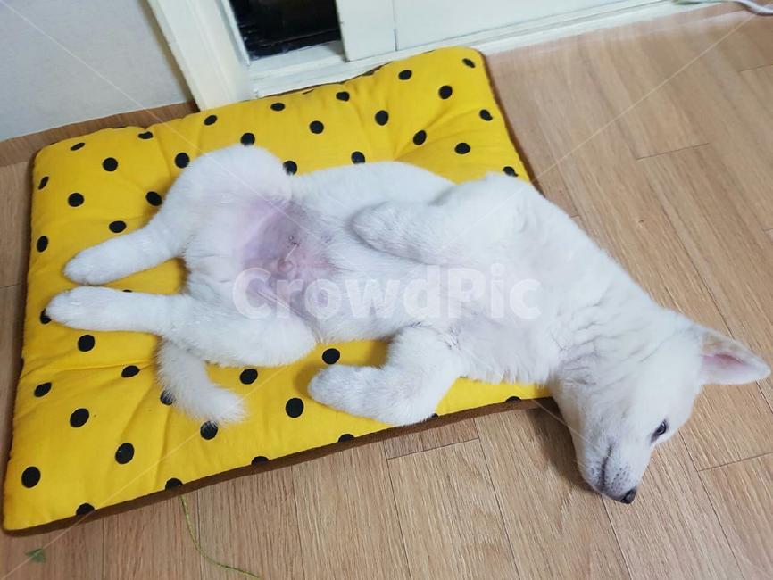 강아지,귀여운강아지,애완견,dog,애완동물