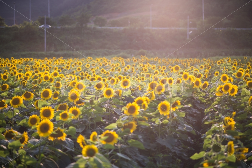 해바라기,배넘실마을,꽃,꽃축제,해바리기축제,오후빛,자연,풍경,nature,landscape,여름,계절,summer,season,감성,sensible,feeling,plant,식물