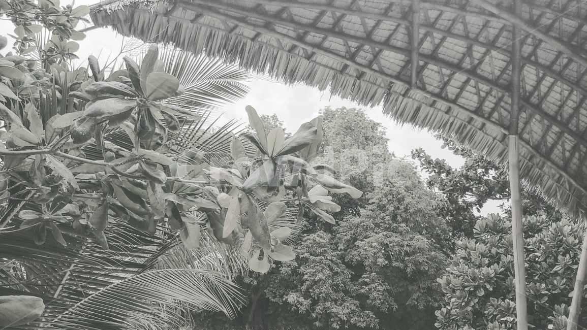 야자수,나무,흑백,black,tree