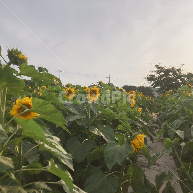 제주도,돌하르방,돌하르방뒷모습,조각물,풍경,식물,자연,plants,nature,꽃,flower