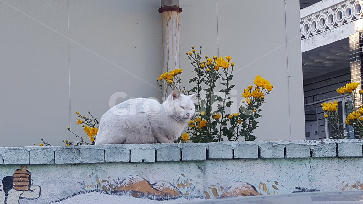 터키시앙고라,고양이,담벼락,하얀고양이,느긋한,식물,자연,plants,nature,꽃,flower,동물,animal,조류,새,birds