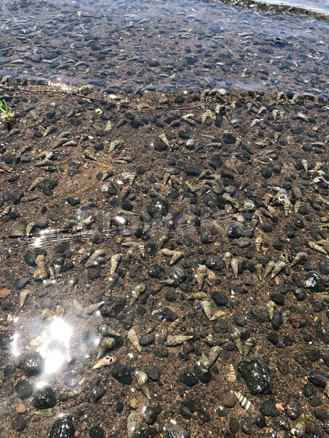 자연,감성,제주,풍경,원본,무보정,다슬기,바다다슬기,보말,해변,바다,beach,sea,어류,물고기,fish