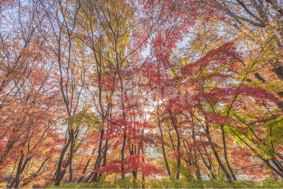 낙엽,단풍,자연,풍경,가을,가을,계절,fall,autumn,season,자연,풍경,nature,landscape,식물,plants,나무,trees,wood,tree,plant,maple