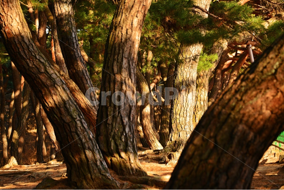tree,나무,plant,식물,treetrunk,나무줄기,outdoors,옥외,경주,배동,삼릉,삼릉소나무,소나무