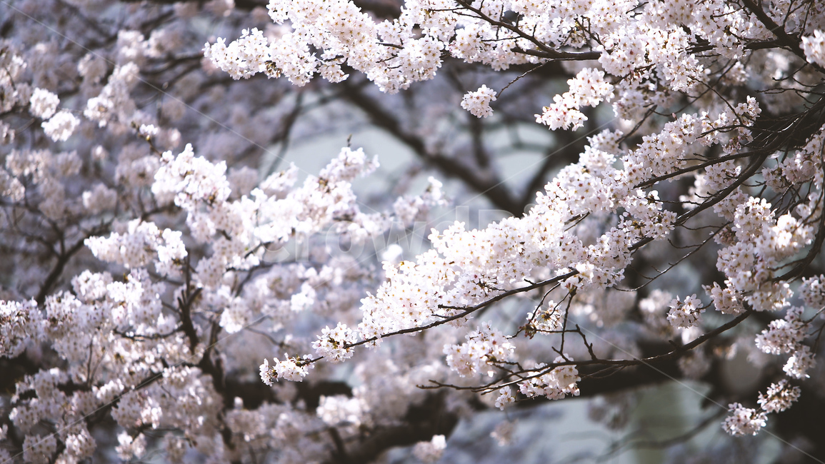 봄,벚꽃,cherryblossom,flowers,벚꽃나무,꽃비,벚꽃비,풍경,봄꽃,계절,spring,season,식물,자연,plants,nature,꽃,flower,나무,trees,wood,감성,sensible,feeling,배경화면,이미지,감성사진,봄,계절,spring,season,자연,풍경,nature,landscape,plant,blossom