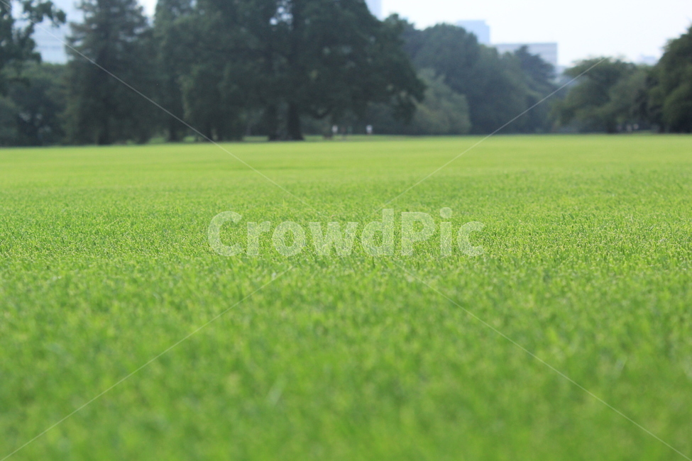 잔디,풀,풀밭,초록,공원,들판,평원,푸른,자연,풍경,nature,landscape,plant,식물,grass,lawn