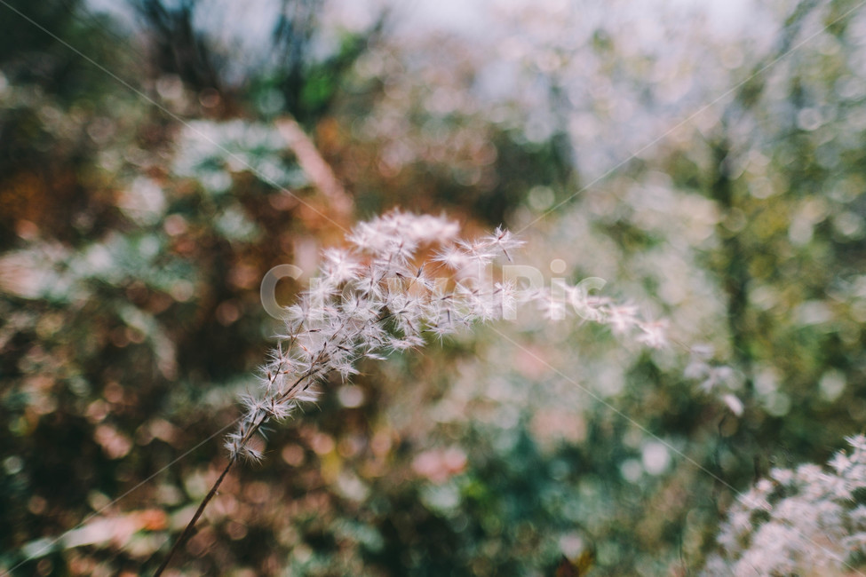 가을,억새,바람,흔들리다,흩날리다,가을,계절,fall,autumn,season,식물,자연,plants,nature,감성,sensible,feeling,plant,outdoors,옥외,ice,빙