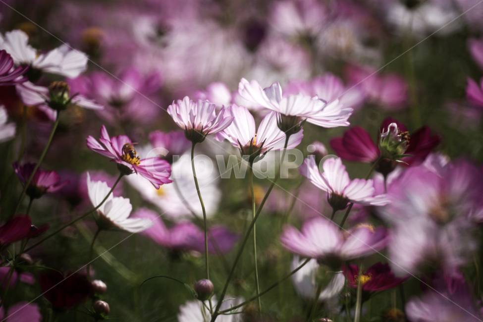 코스모스,꽃,식물,가을,계절,감성,자연,가을,계절,fall,autumn,season,식물,자연,plants,nature,꽃,flower,plant,geranium,제라늄,blossom